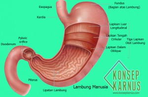 konsepkarnus