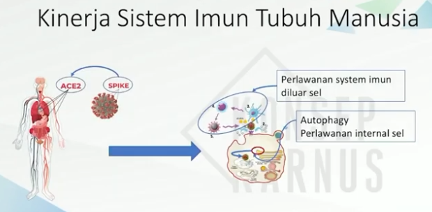 Kinerja Sistem imun dalam Tubuh Manusia saat mulai terjadi infeksi serangan Patogen yang membahayakan berdasarkan Konsep Karnus. 