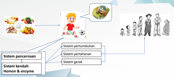 Mengenal Pertumbuhan dan Perkembangan Manusia menurut  Konsep Karnus
