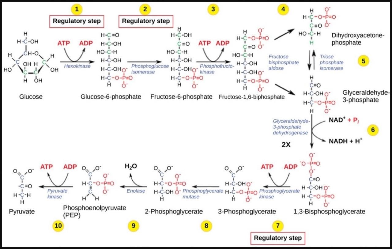 Berbagai reaksi katabolisme yang terjadi di dalam sel